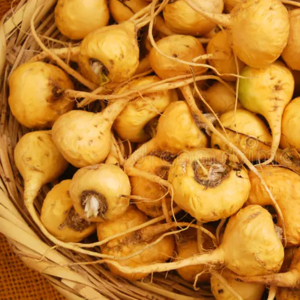 korr jar / Yellow Maca Roots کوڑ جڑ