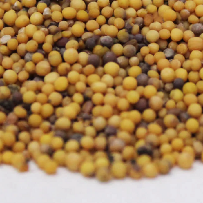 Sarson Safeed/ Rai / White Mustard Seed سرسوں سفید/رائی