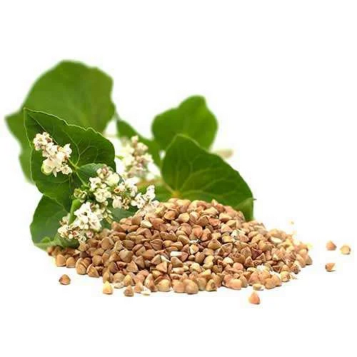 Buckwheat seeds بکویٹ سیڈز