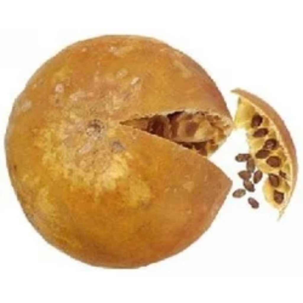 Hanzal / Tumhaa / Bitter Apple تمہ / حنظل