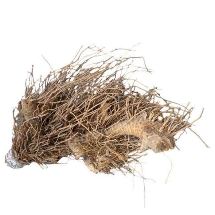 Baans Jar / Bamboo Roots / بانس جڑ