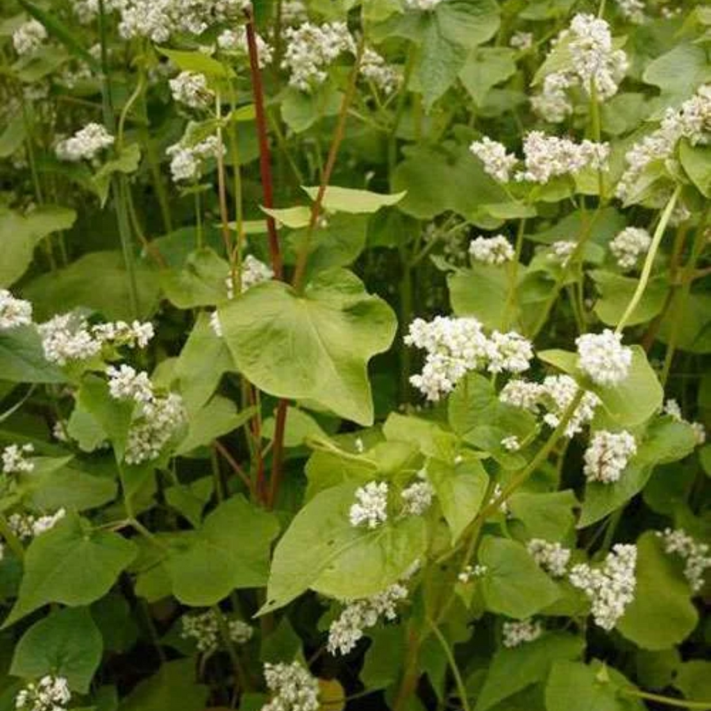 Buckwheat seeds بکویٹ سیڈز