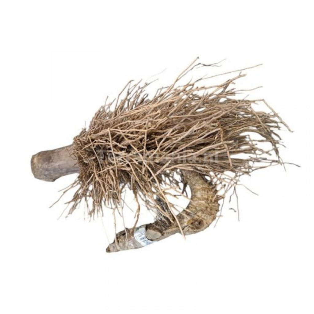 Baans Jar / Bamboo Roots / بانس جڑ