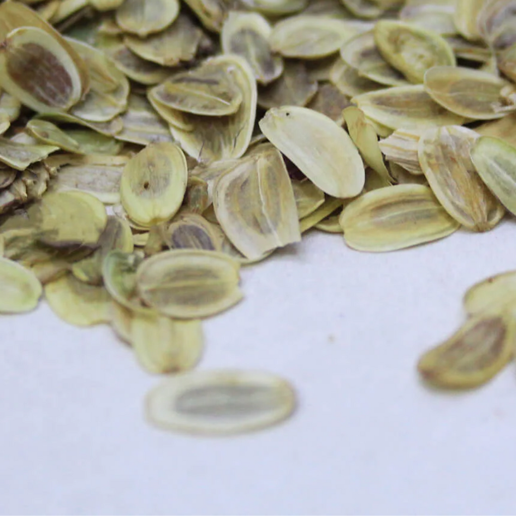 Tukhm e Hing / Asafoetida Seeds / تخم ہنگ