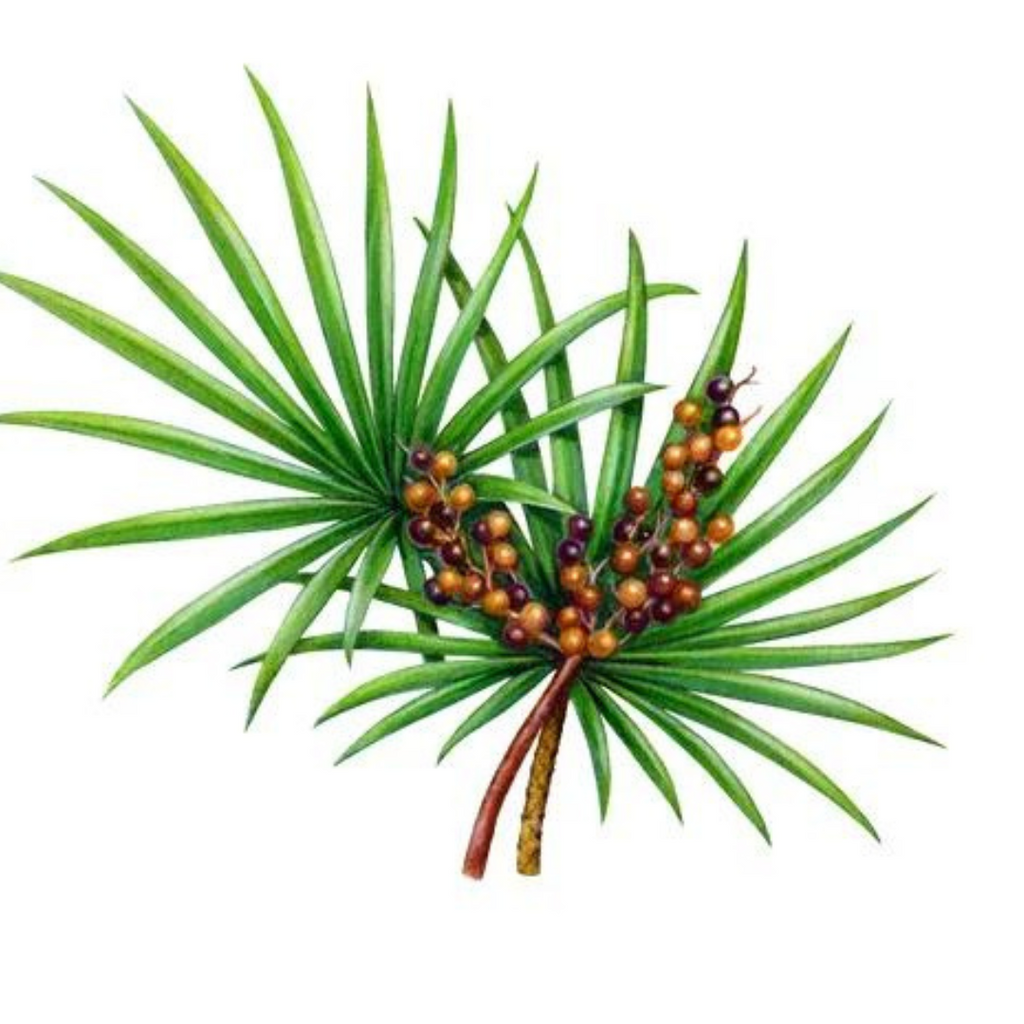 Saw Pallmato Extract (Serenoa Repens) جوہر ساپال میٹو