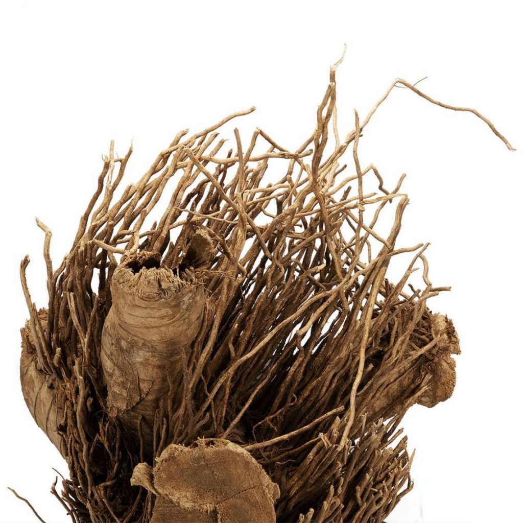 Baans Jar / Bamboo Roots / بانس جڑ