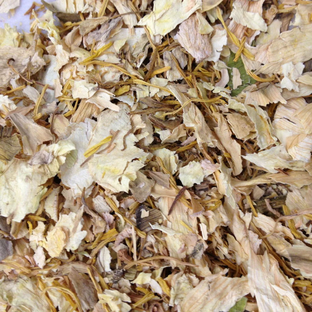 Gul e Nilofer / Dried Waterlily / نیلوفر