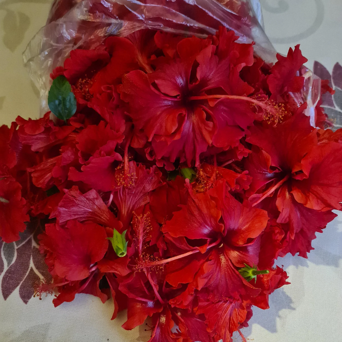 Gul e Gurhal / Hibiscus Flower گل گڑھل