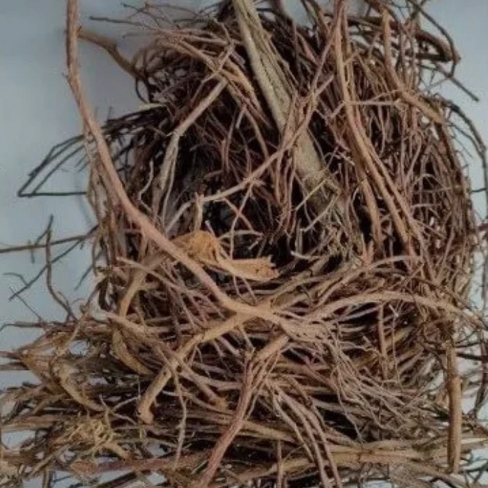 Borh Darhi / Banyan / Ficus Benghalensis بوڑھ داڑھی