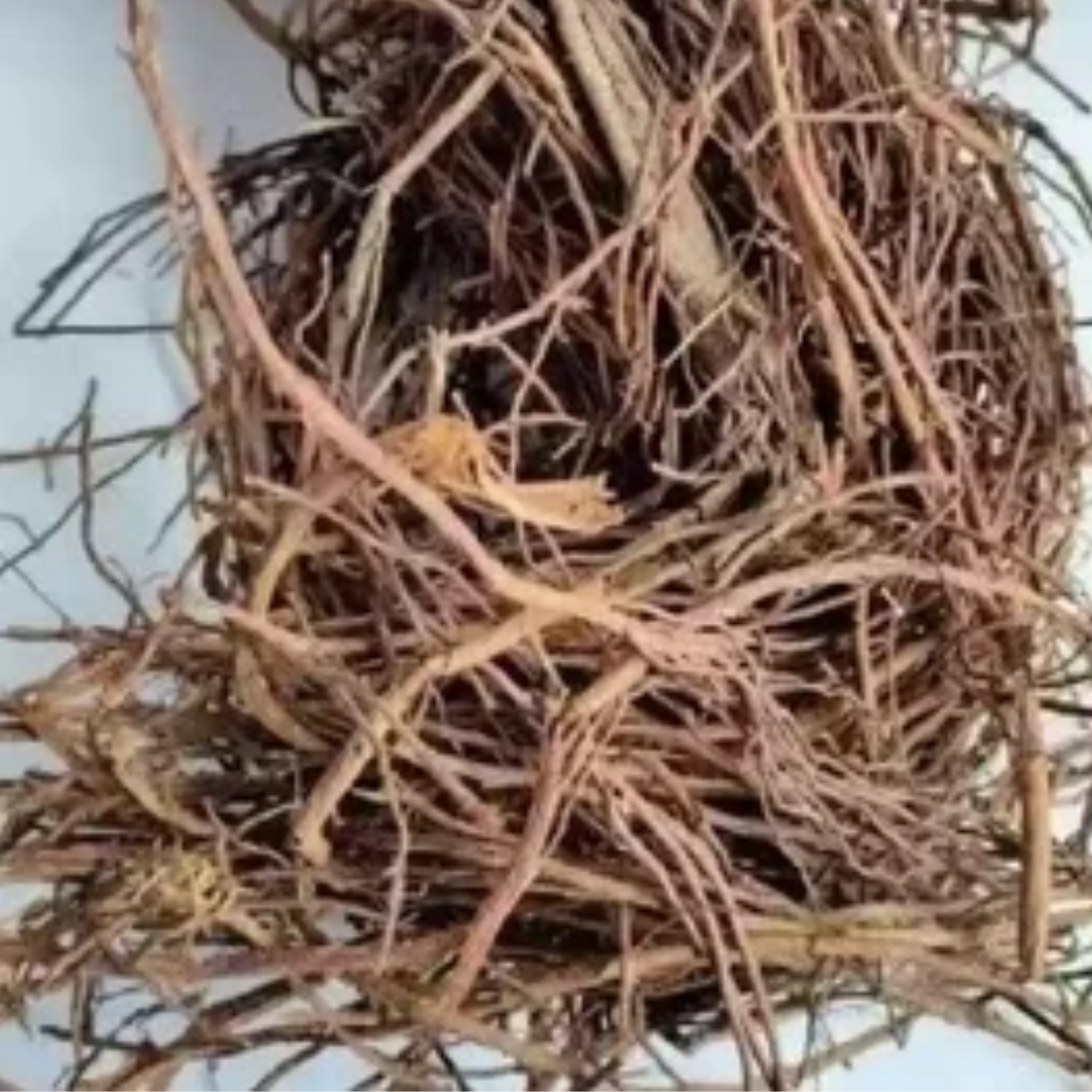 Borh Darhi / Banyan / Ficus Benghalensis بوڑھ داڑھی