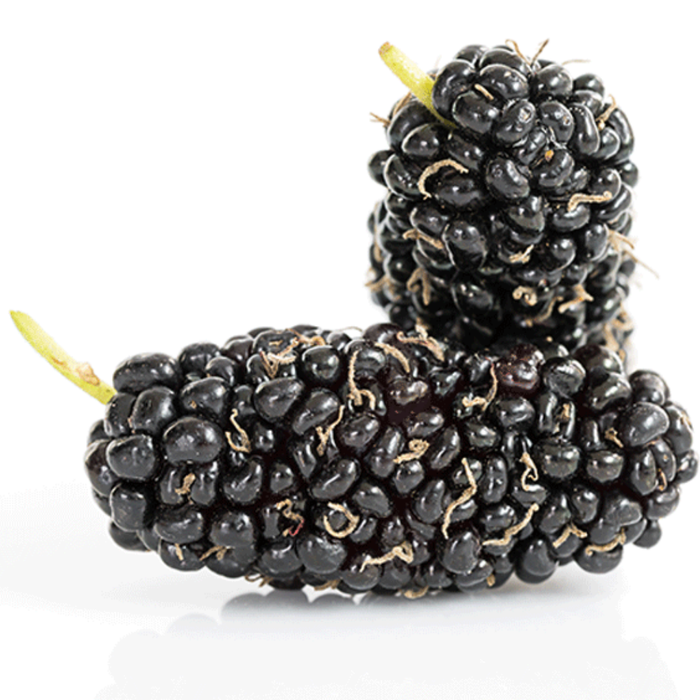 Toot Siyah / Black Mulberries / توت سیاہ/ شہتوت سیاہ