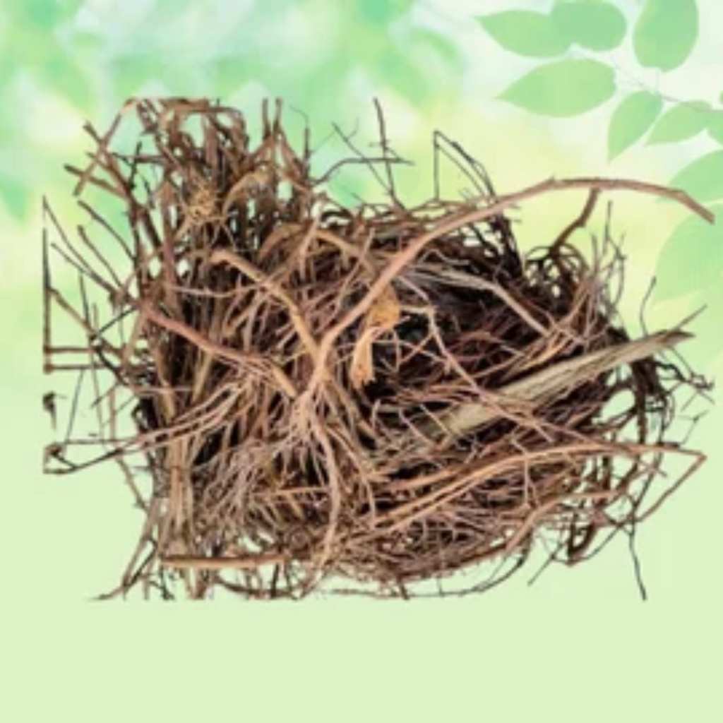 Borh Darhi / Banyan / Ficus Benghalensis بوڑھ داڑھی