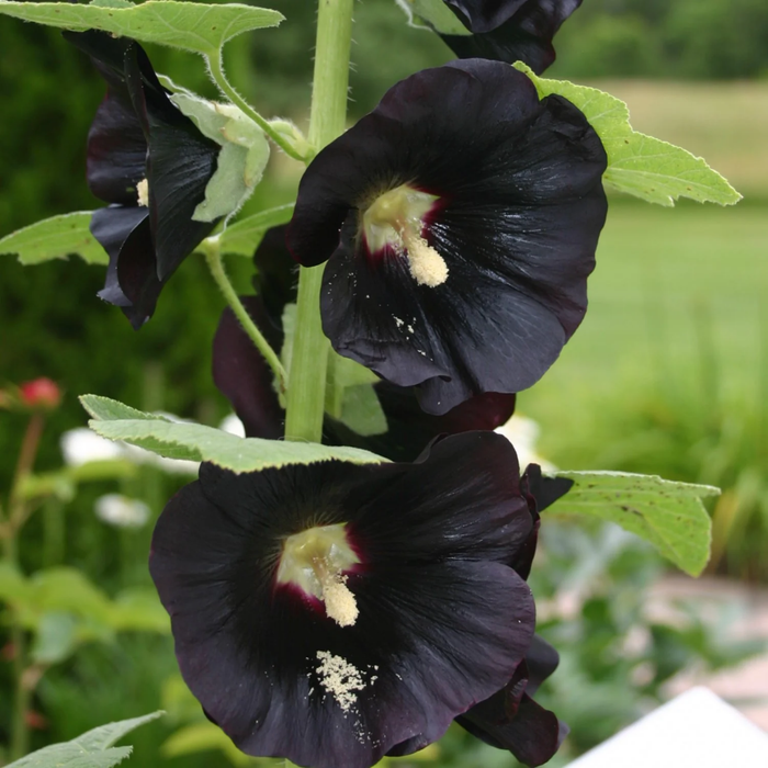 Malva / Hollyhock Flowers Black Mallow / ملوا