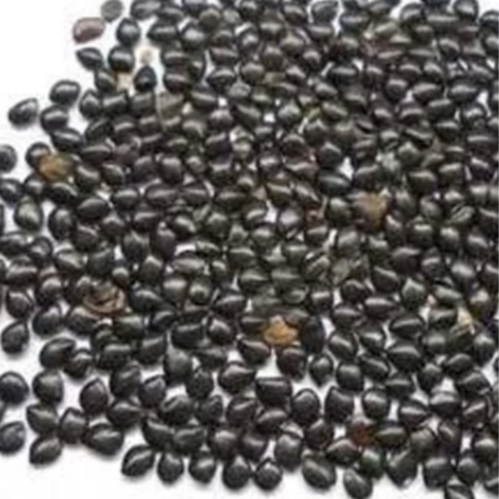 Tukhm e Chasku / Cassia Absus Seeds / چاسکو