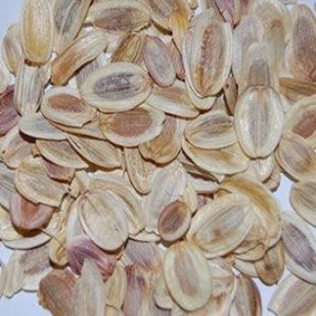 Tukhm e Hing / Asafoetida Seeds / تخم ہنگ