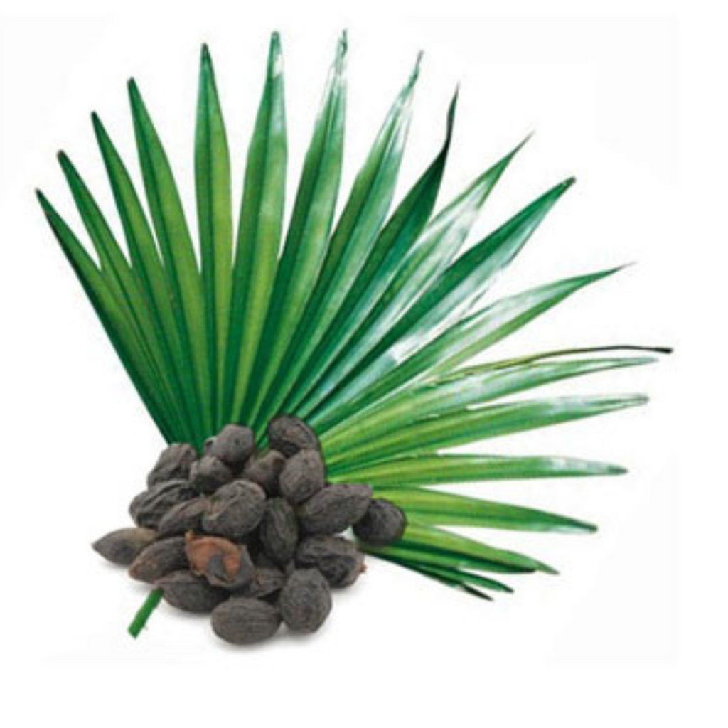 Saw Pallmato Extract (Serenoa Repens) جوہر ساپال میٹو