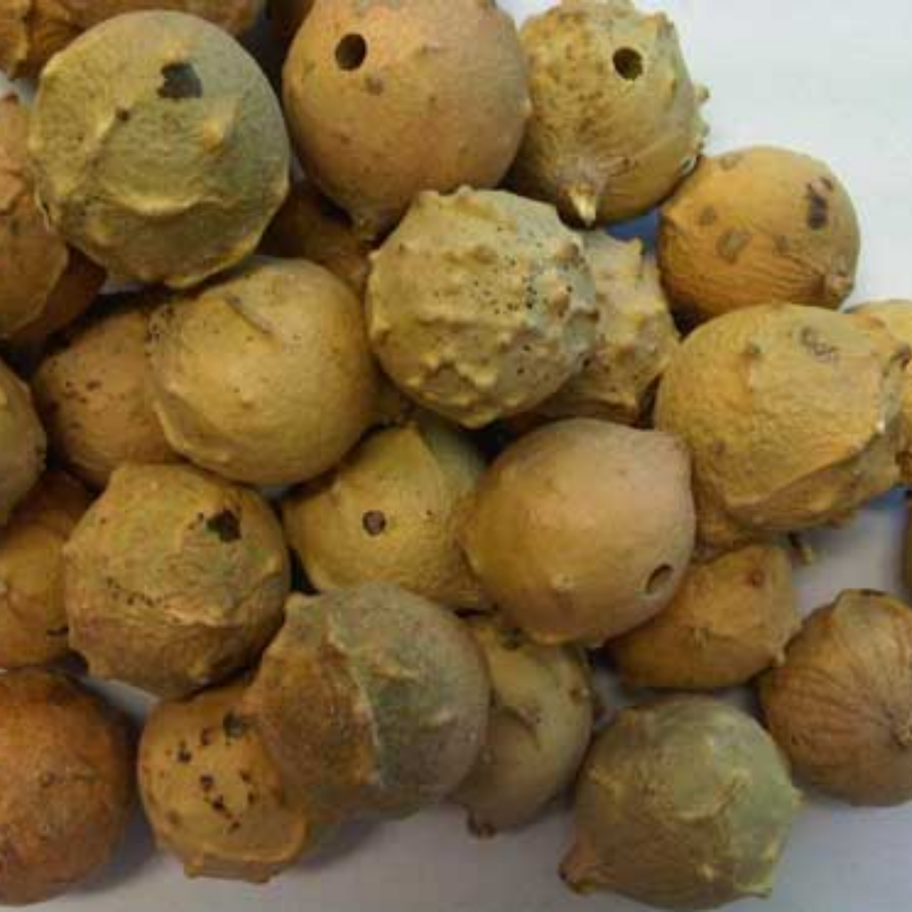 Mazoo / Aleppo Oak / Mazu مازو سبز