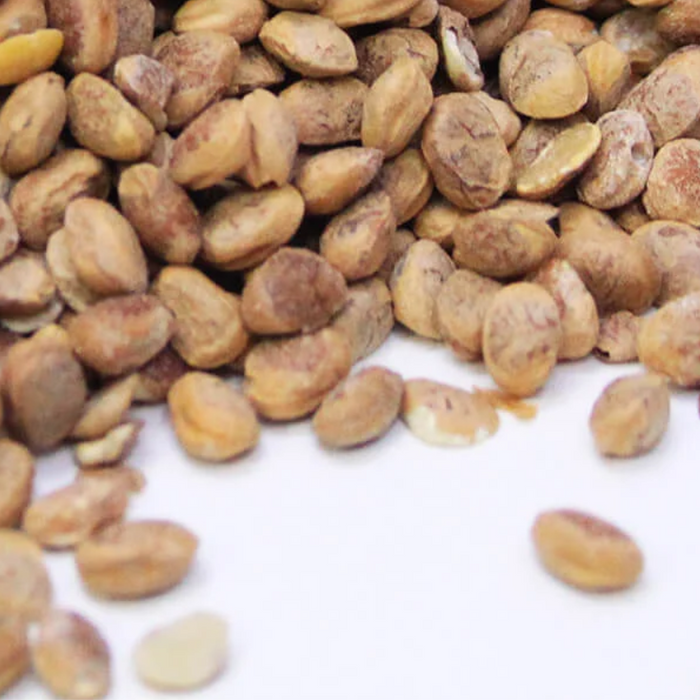 Charwanji  / Charoli nuts / مغز چرونجی