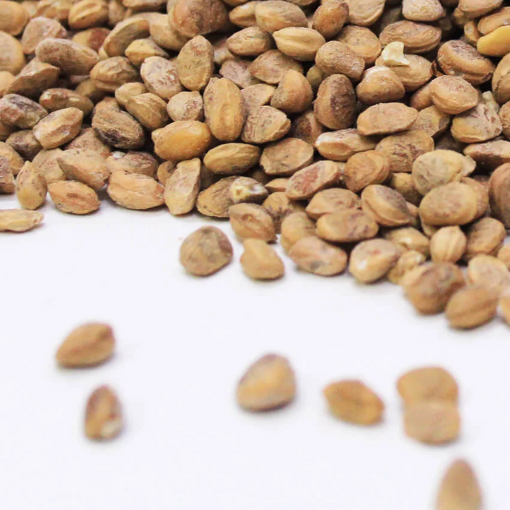 Charwanji  / Charoli nuts / مغز چرونجی