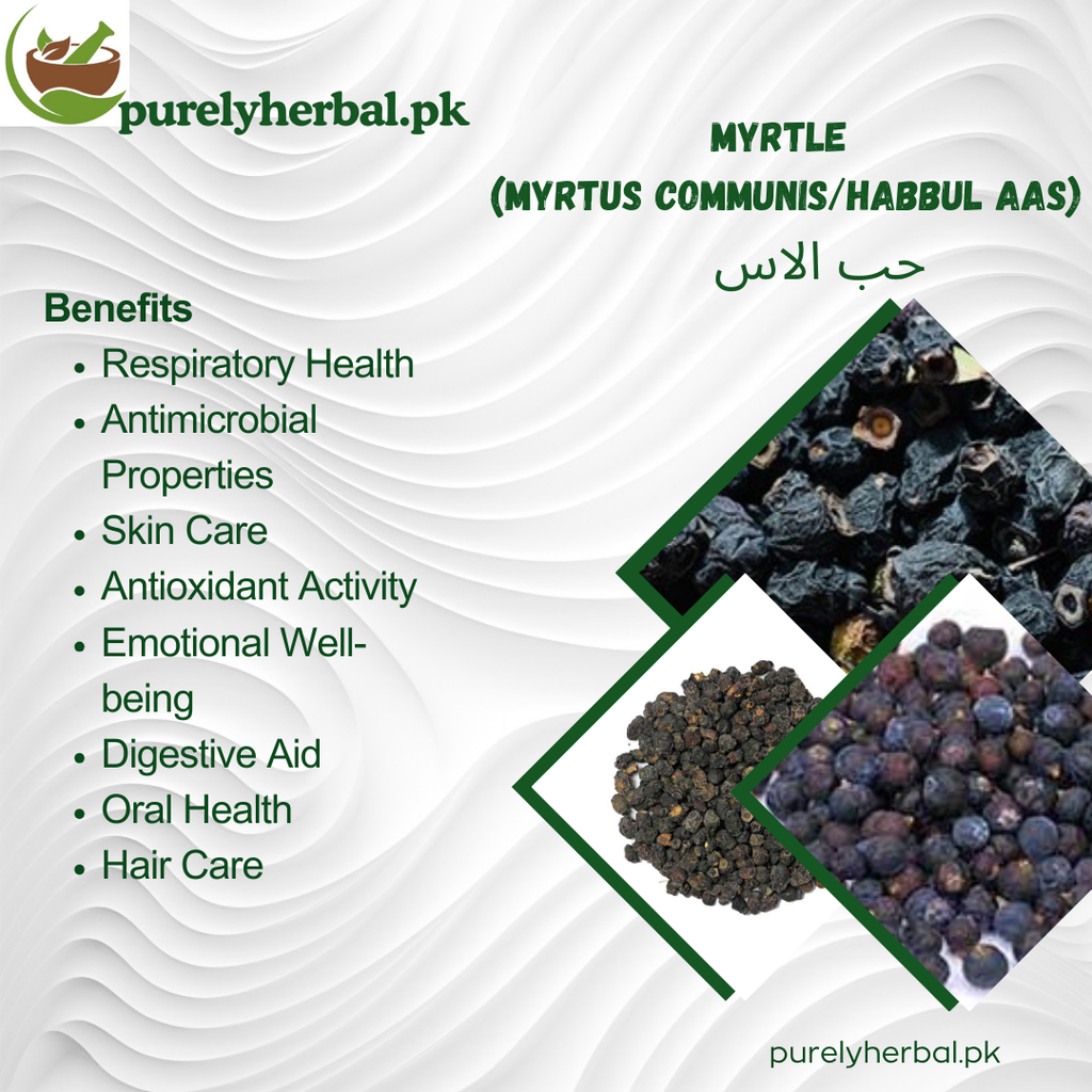 Habbul Aas / Myrtle / Myrtus Communis / حب الاس