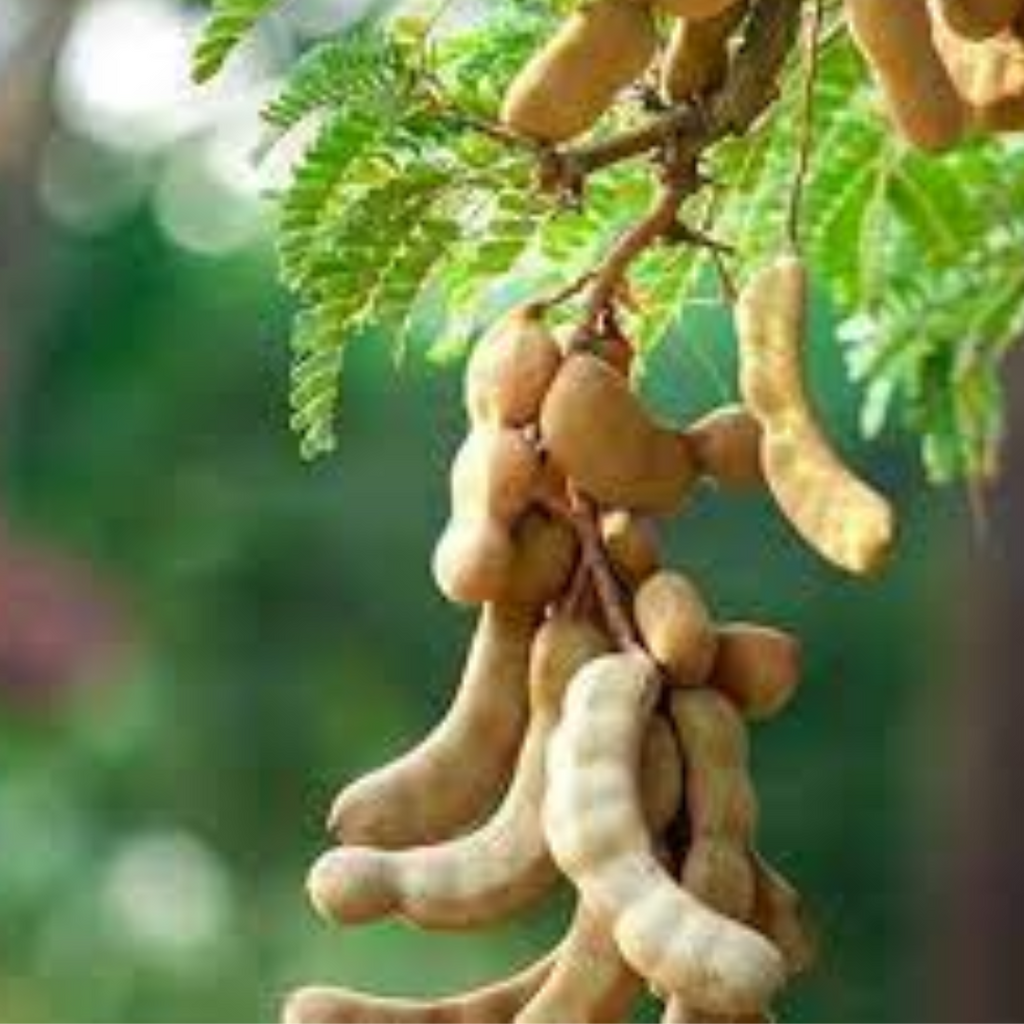 Imli / Tamarind / املی
