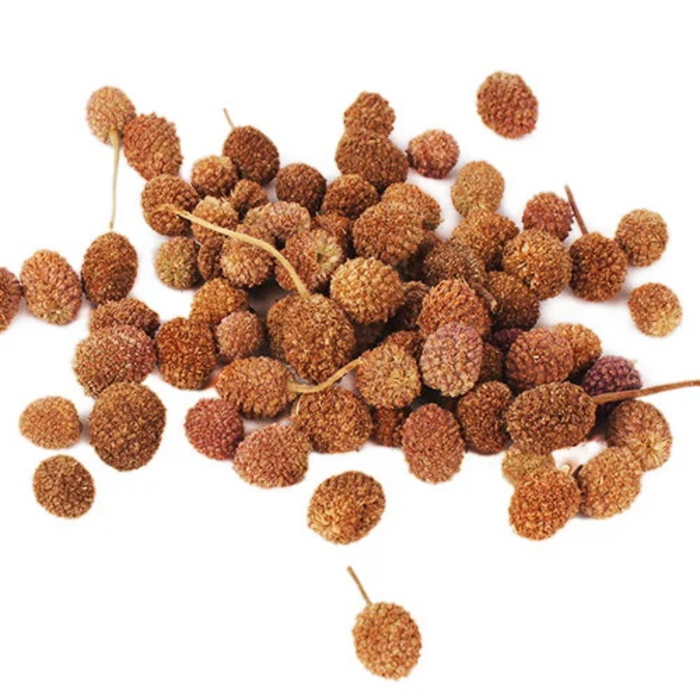 Mundi Boti / Indian Globe Thistle / Sphaeranthus Indicus منڈی بوٹی