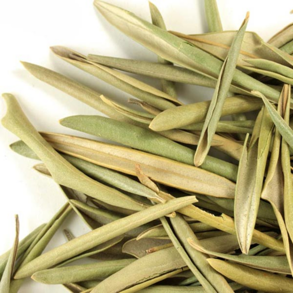 Barg e Zaitoon / Olive Leaves زیتون کے پتے