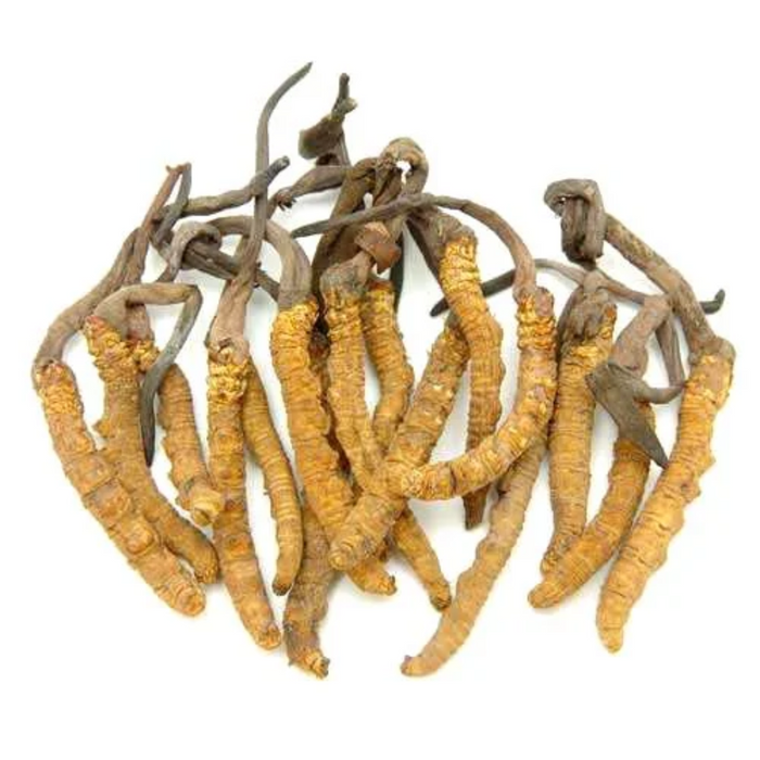 fungus / Caterpillar فنگس