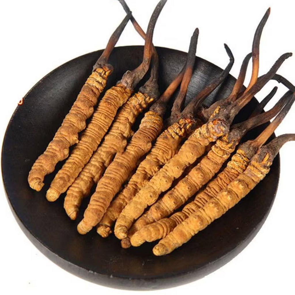 fungus / Caterpillar فنگس