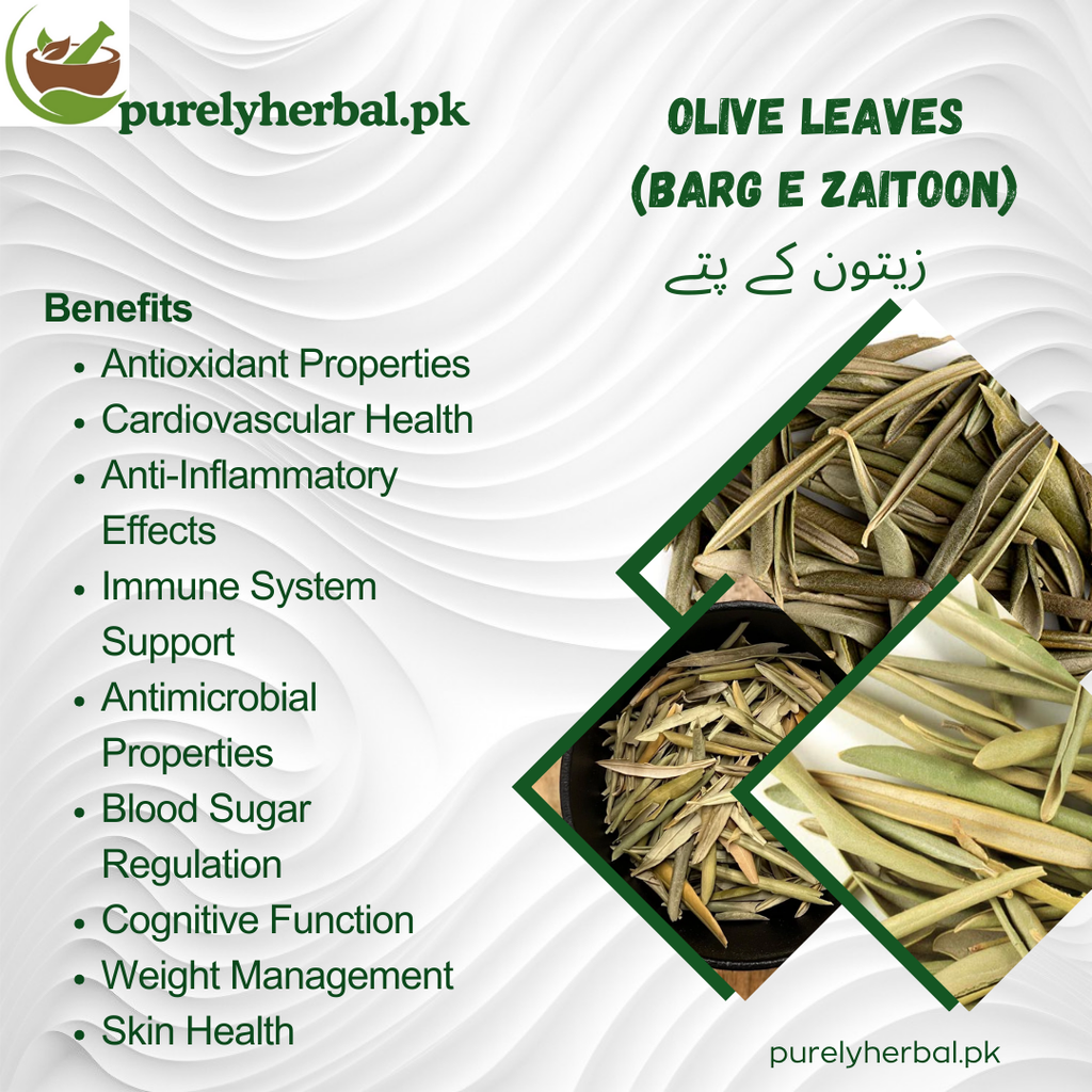 Barg e Zaitoon / Olive Leaves زیتون کے پتے