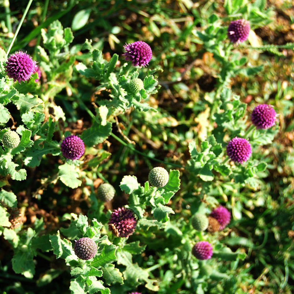 Mundi Boti / Indian Globe Thistle / Sphaeranthus Indicus منڈی بوٹی