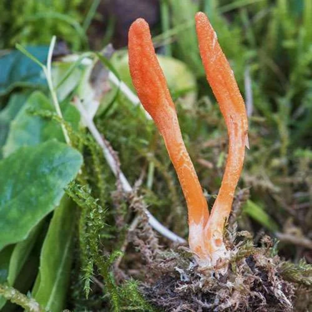 fungus / Caterpillar فنگس