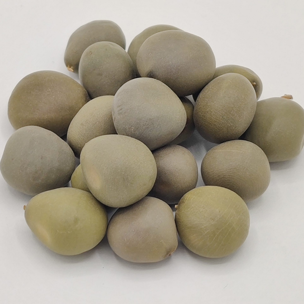 karanjwa / Bonduc Nuts / Fever Nut / کرنجوہ