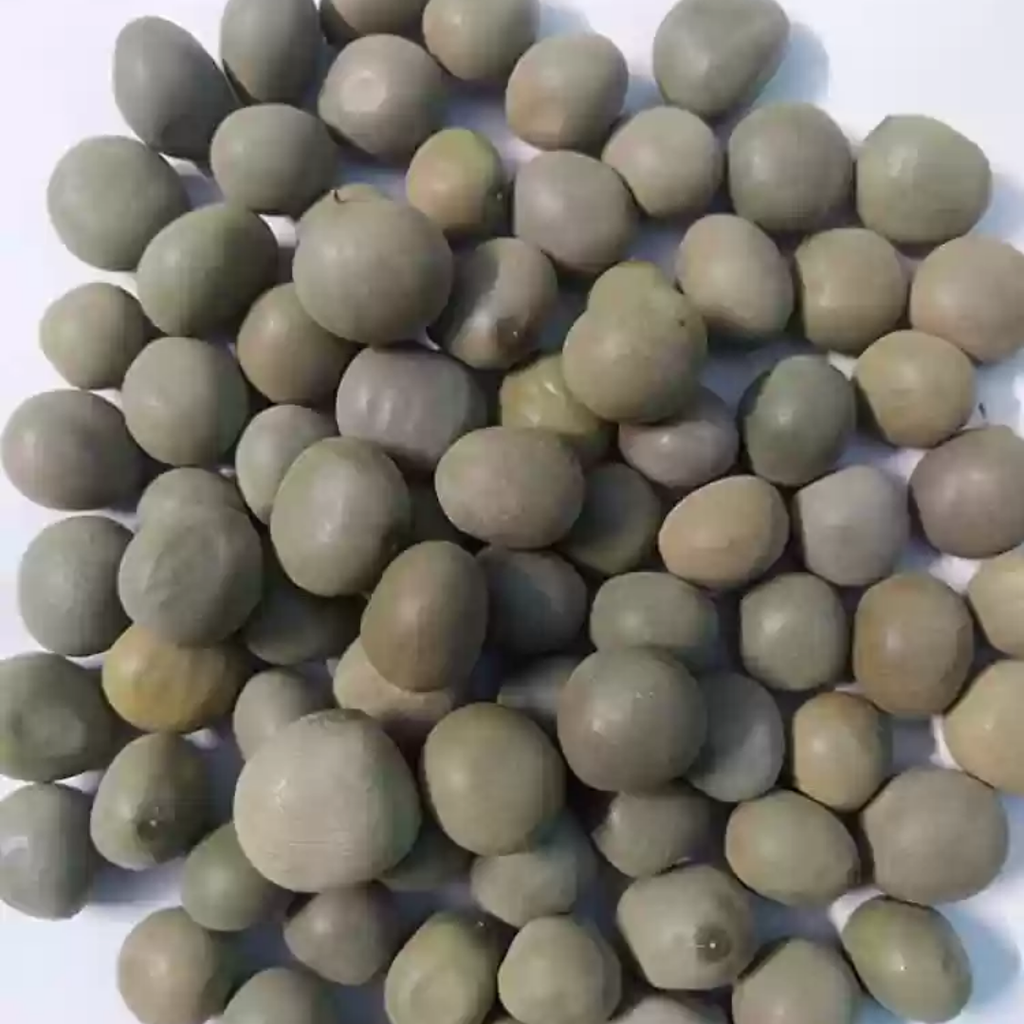 karanjwa / Bonduc Nuts / Fever Nut / کرنجوہ