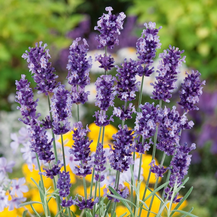 Ustakhadoos / Lavender Flower / اسطخدوس