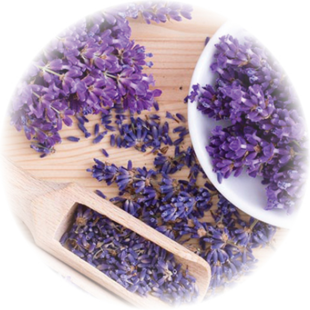 Ustakhadoos / Lavender Flower / اسطخدوس