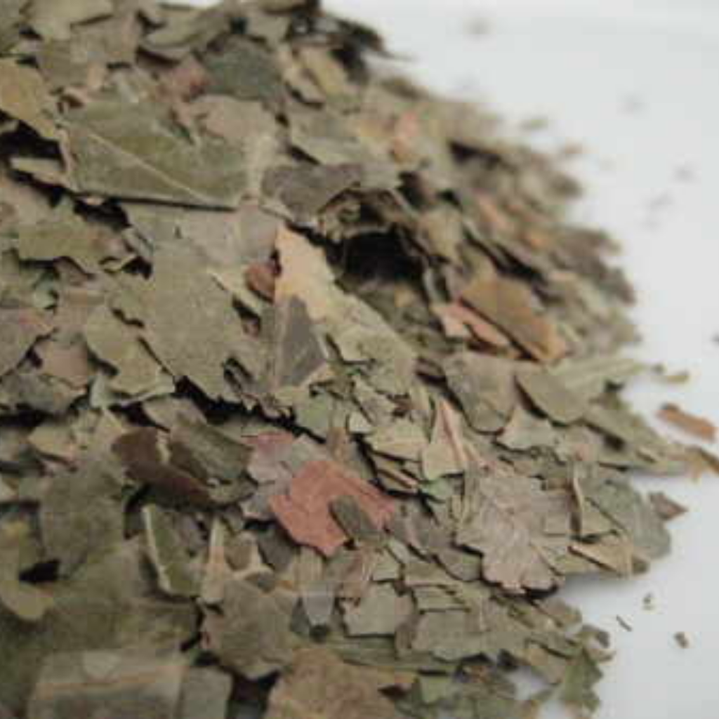 Barg e Neem / Neem Leaves / Azadirachta indica / نیم کے پتے