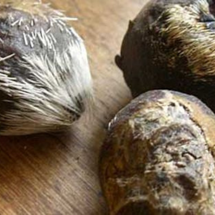Mushk / Kastori / Deer Musk مشک/کستوری