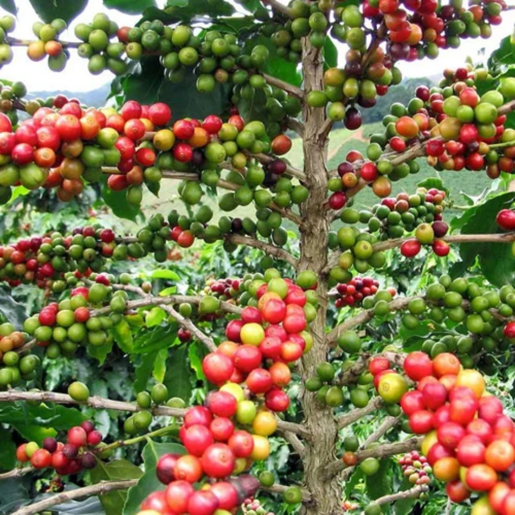 Coffee Beans Green گرین کافی بیج