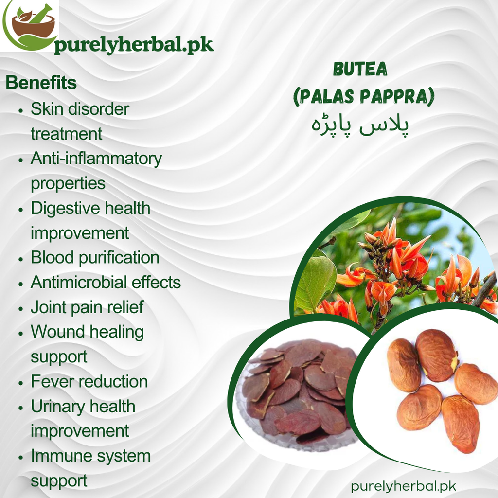 Palas Pappra / Butea / پلاس پاپڑہ