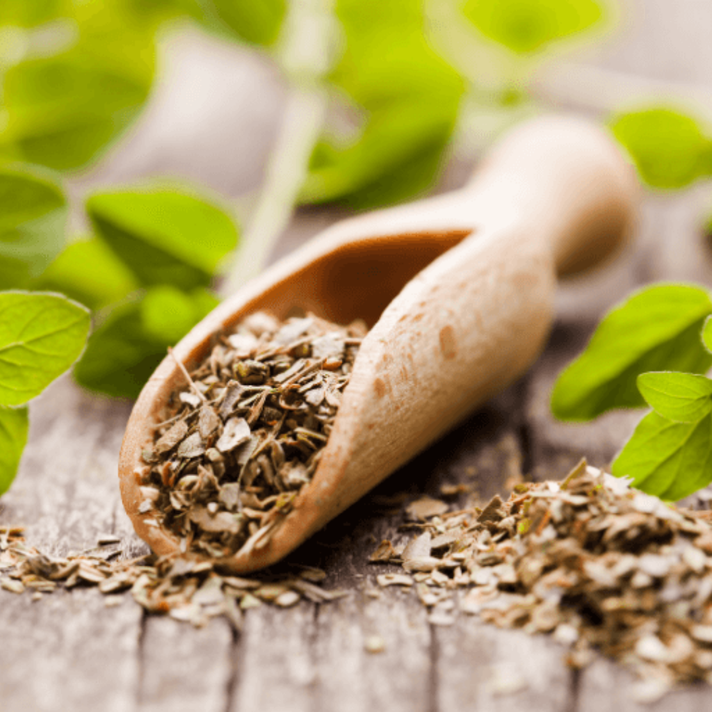 Oregano اوریگینو