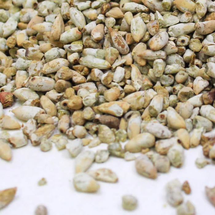 Magaz Banola / Cotton Seeds / مغز بنولہ