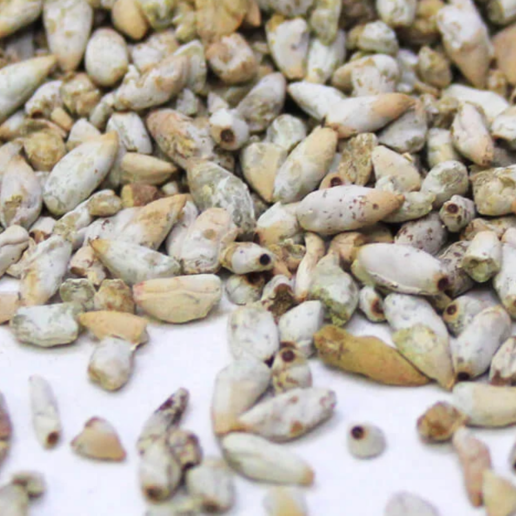 Magaz Banola / Cotton Seeds / مغز بنولہ
