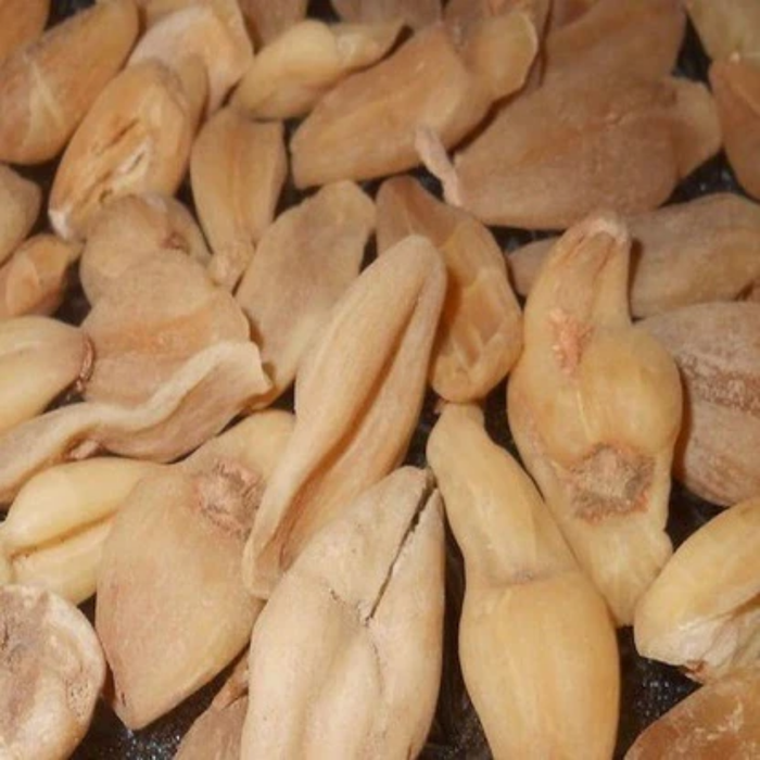 Surinjan Talkh / Colchicum Bitter / سرنجان تلخ