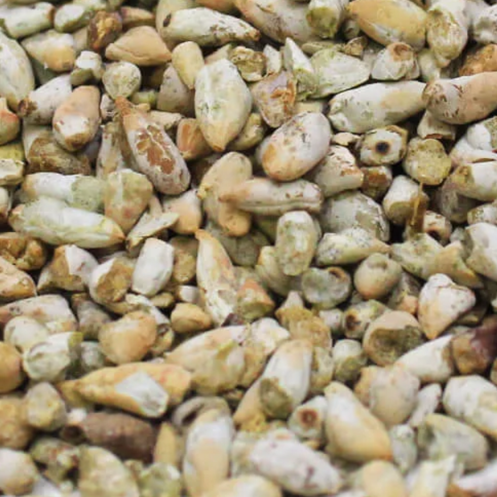 Magaz Banola / Cotton Seeds / مغز بنولہ
