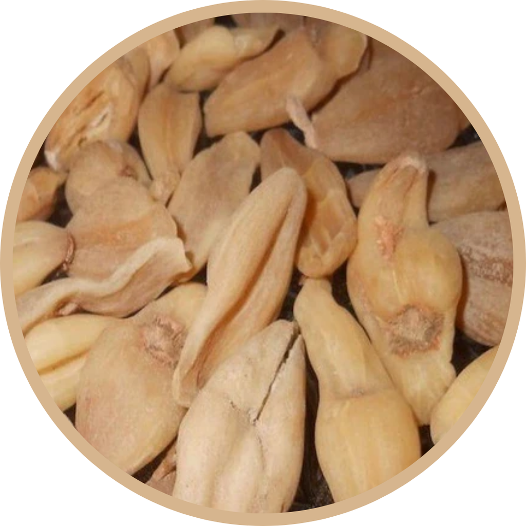 Surinjan Talkh / Colchicum Bitter / سرنجان تلخ