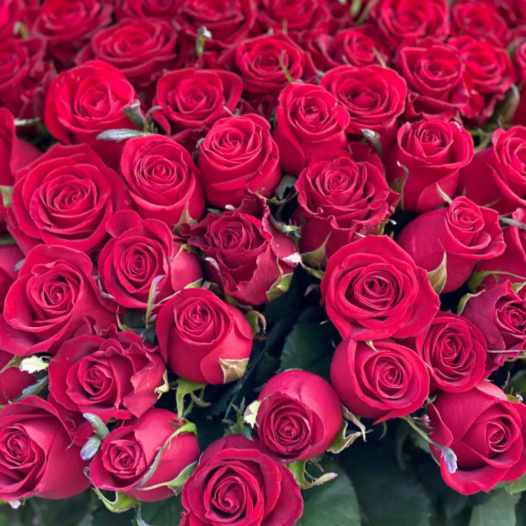 Laal Gulab / Red Rose Petals Dried  / گلاب لال/ گل سرخ