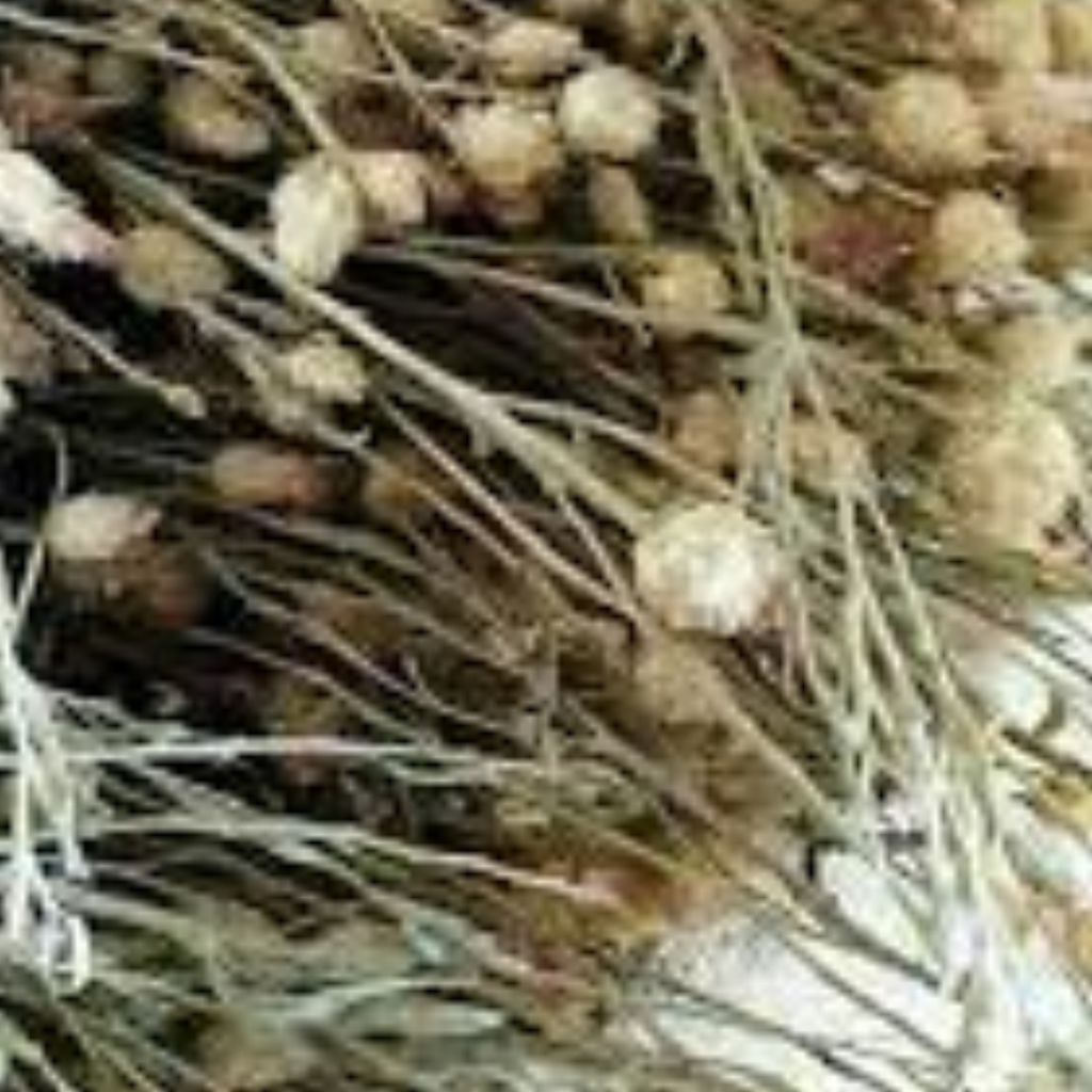 Barham Dandi / Cirsium Vulgare / Bull Thistle / برہم ڈنڈی