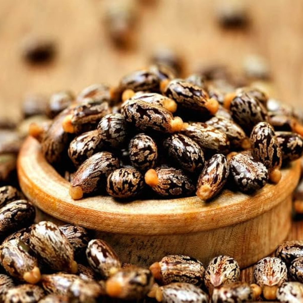 Tukhm e Rind /Castor Seeds / Arand تخم ارنڈ