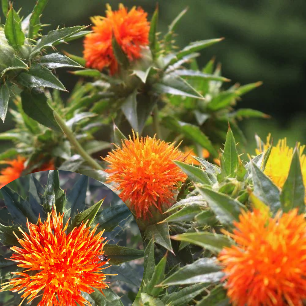 Wars / Safflower / Ceylon Cornel / ورس